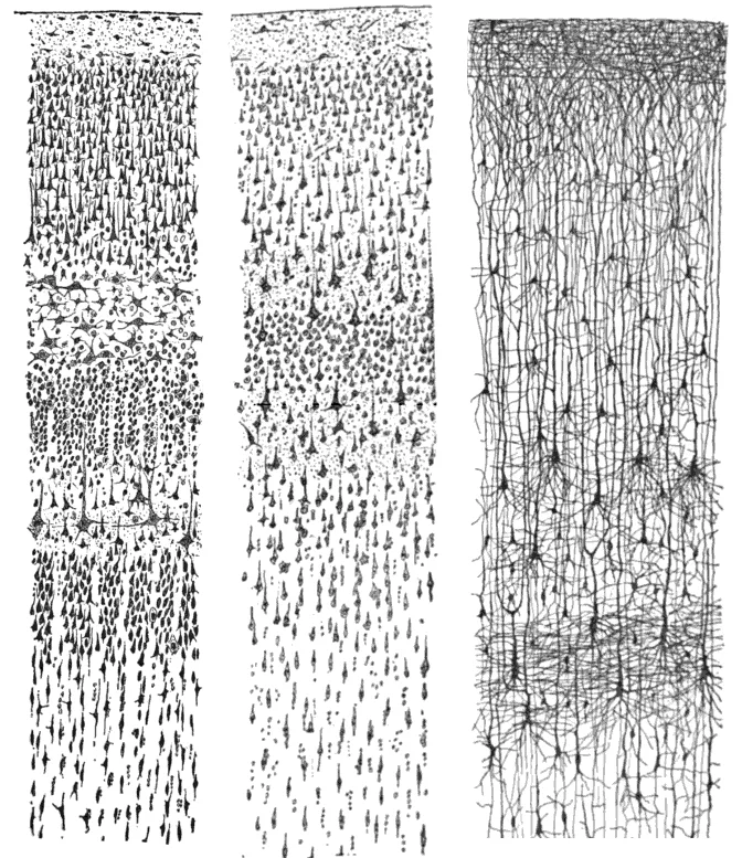 Three drawings of human cerebral cortex by Santiago Ramón y Cajal