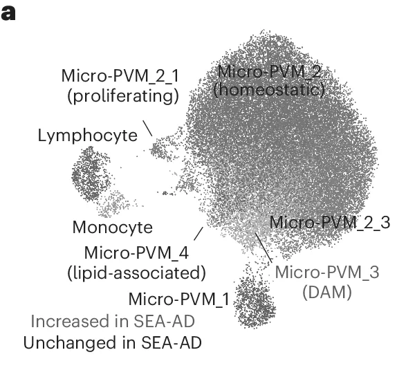 UMAP plot of microglia states in the SEA-AD atlas, with the disease-associated state Micro-PVM_3 labelled